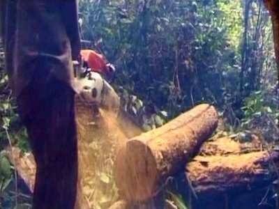 DEFORESTACION 05  RADIACTIVO